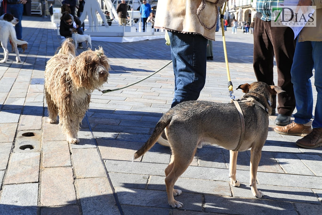 Manifestación contra la caza en Cáceres: &quot;Ni galgos ni podencos son vuestros instrumentos&quot;