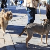 Manifestación contra la caza en Cáceres: &quot;Ni galgos ni podencos son vuestros instrumentos&quot;