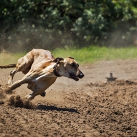 El 5 de febrero: convocatoria de rechazo a la caza en multitud de países