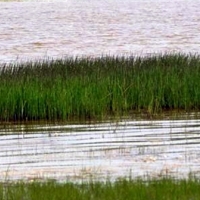 SEO/BirdLife: “Hay que salvar los humedales, de este año no pasa”