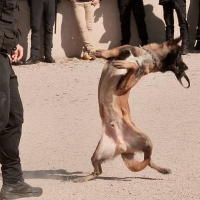 Nero, el perro que ya tiene un parque con su nombre en Cáceres