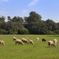 El DOE publica las órdenes que regulan la solicitud única para zonas con compromisos medioambientales