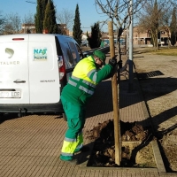 Reponen cientos de árboles en Cáceres