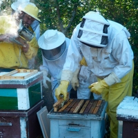 Agricultura abona 7M€ a 850 profesionales de la apicultura extremeña