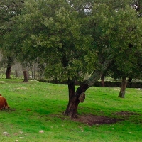 La Junta invierte 38 millones de euros en ayudas para mantener vacas nodrizas