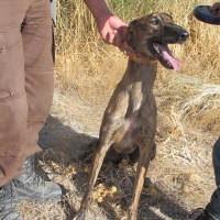 10 investigados por caza furtiva con galgos en Badajoz