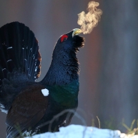 La FIO supera su récord de participación con más de 100 expositores