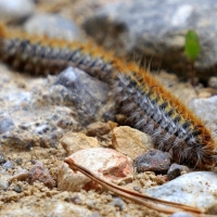 Vuelve con fuerza la plaga de procesionaria a las ciudades