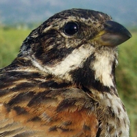 El Escribano Palustre en peligro