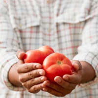 UPA-UCE pide a los productores de tomate y cooperativas que “se mantengan firmes”