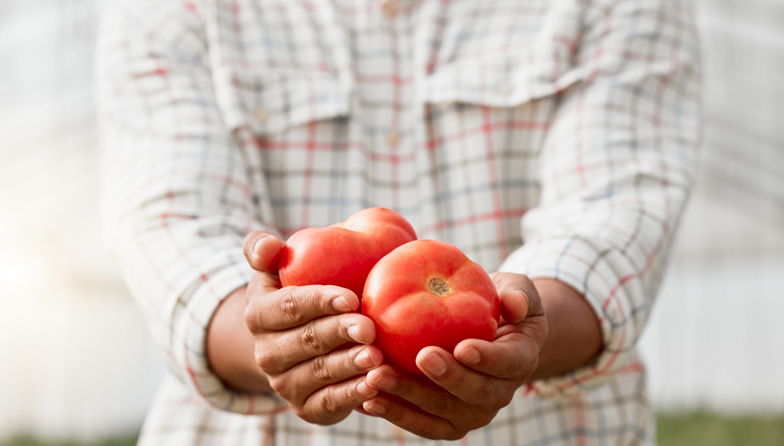 UPA-UCE pide a los productores de tomate y cooperativas que “se mantengan firmes”