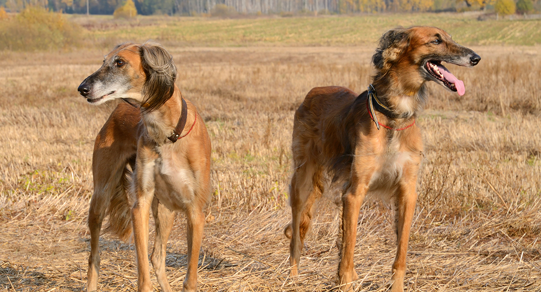 PACMA: Más de 12.000 perros de caza abandonados durante 2022 en España PACMA: Más de 12.000 perros de caza abandonados durante 2022 en España