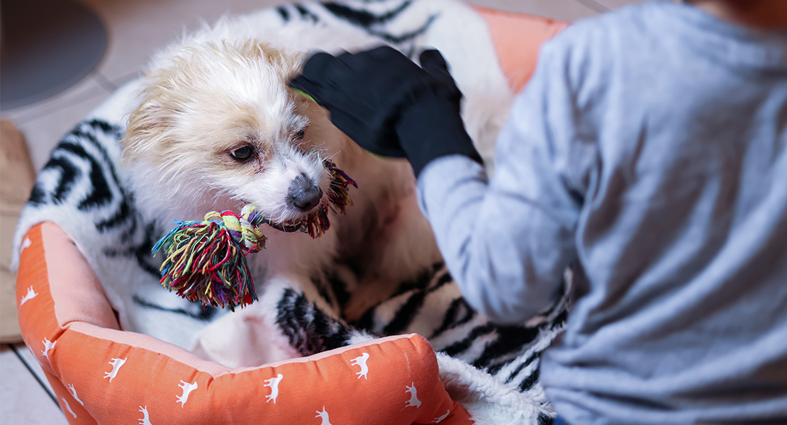 El nuevo gasto obligatorio para los dueños de perros en España El nuevo gasto obligatorio para los dueños de perros en España