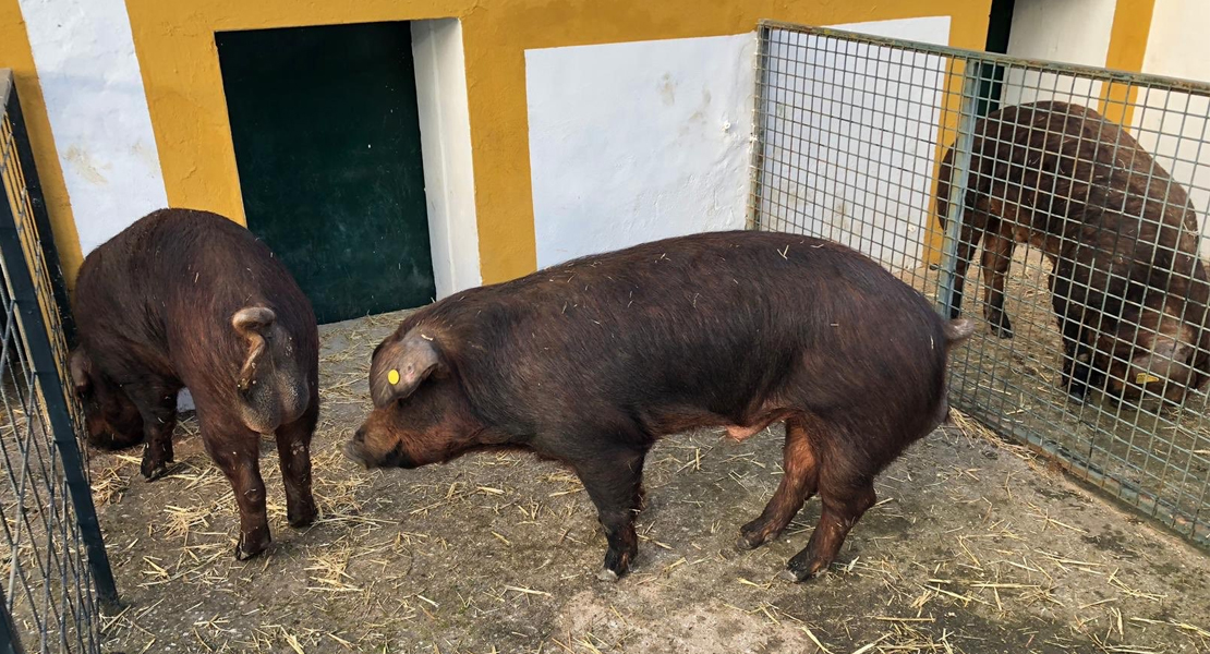 ABRIL: Oportunidad para conseguir 25 machos de raza Duroc en Extremadura