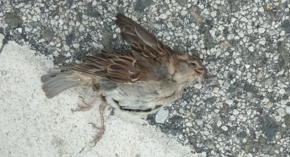 El gorrión común, especie con mayor mortalidad por choques en carretera