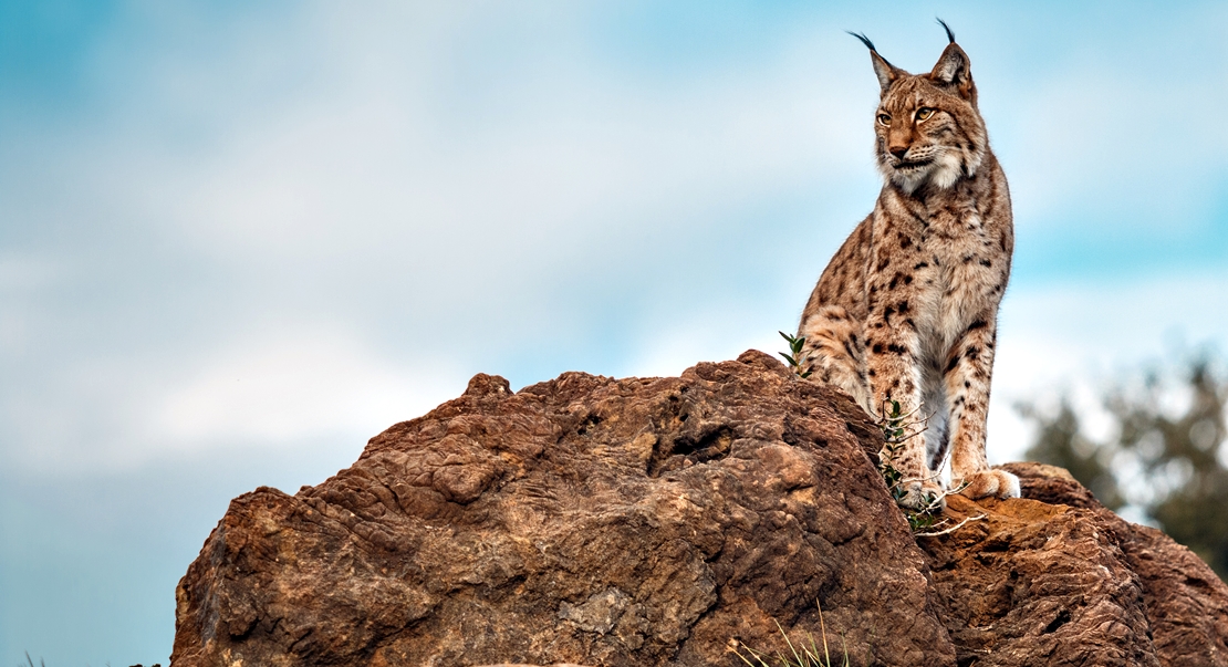 Ecologistas recurrirá la sentencia por el lince abatido en Don Benito (BA)