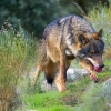 Alertan sobre los primeros ataques de lobos en Extremadura