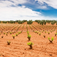 Ayudas para la reestructuración y reconversión del viñedo en Extremadura