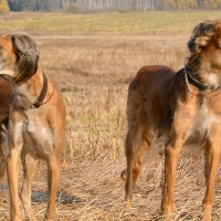 PACMA: Más de 12.000 perros de caza abandonados durante 2022 en España