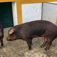 ABRIL: Oportunidad para conseguir 25 machos de raza Duroc en Extremadura