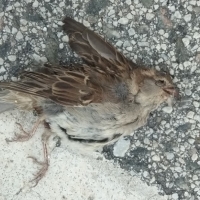 El gorrión común, especie con mayor mortalidad por choques en carretera