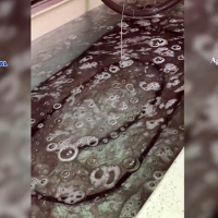 Desarticulada una organización criminal internacional dedicada al tráfico de especies protegidas