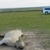 Investigado por maltrato animal el encargado de una explotación ganadera extremeña