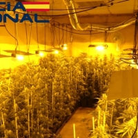 Desmantelan una plantación “indoor” en una nave industrial extremeña