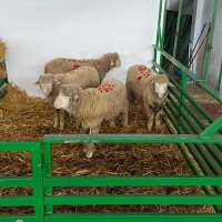 Subasta de ovinos en la Feria de Primavera de Zafra