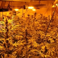 Desmantelan en una finca emeritense más de 185 plantas de marihuana