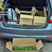 Interceptado en la N-5 drogado, superando la velocidad permitida y transportando 287 plantas de marihuana