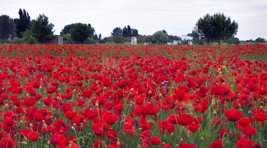5 destinos europeos en floración para visitar esta primavera