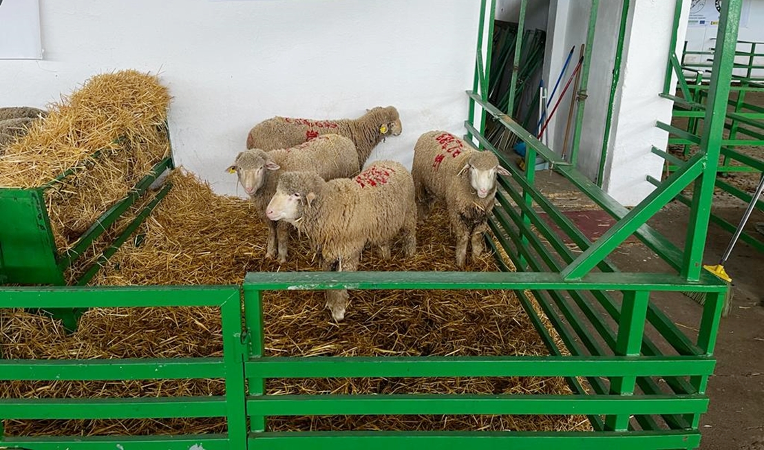 Subasta de ovinos en la Feria de Primavera de Zafra