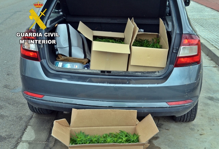 Interceptado en la N-5 drogado superando la velocidad permitida y transportando 287 plantas de marihuana Interceptado en la N-5 drogado superando la velocidad permitida y transportando 287 plantas de marihuana