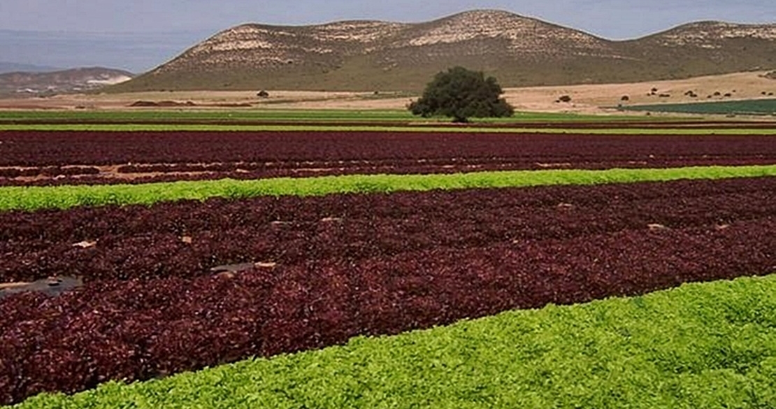 UpE Considera que el Regadío de Tierra de Barros hipotecará a los viticultores extremeños