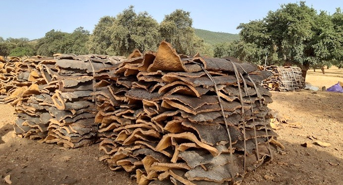 Adelantan la campaña de saca de corcho en Extremadura