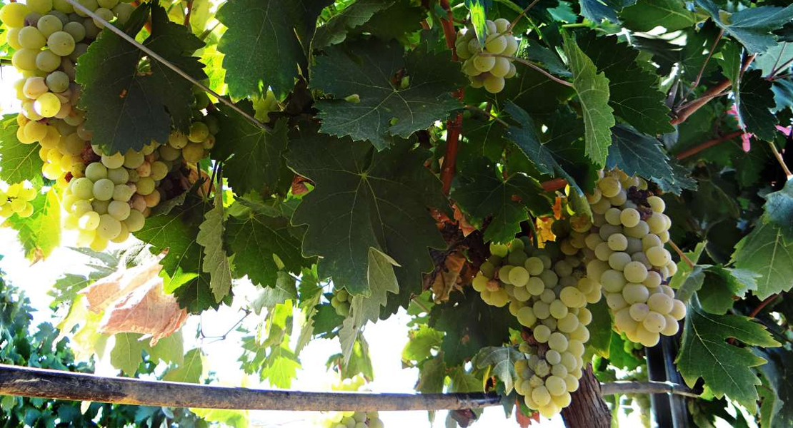 Ayudas a la cosecha en verde de uva para vinificación en Extremadura
