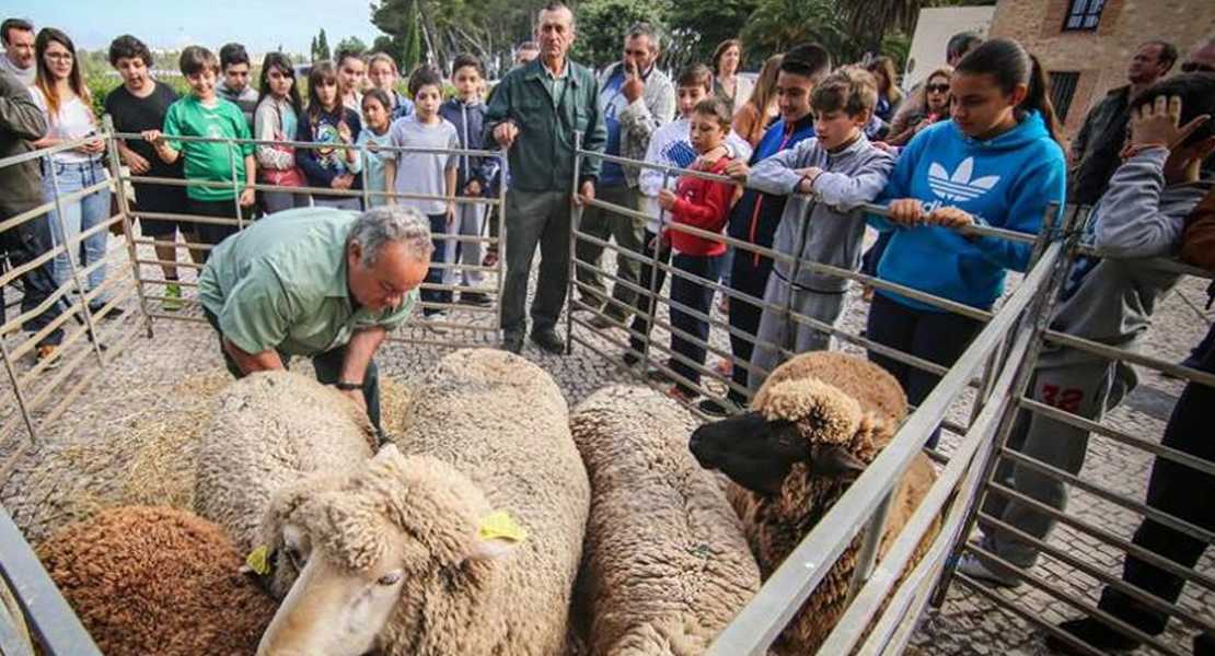Mostrarán cómo se esquila una oveja en la puerta de museos de Cáceres y Badajoz