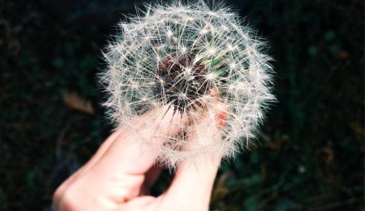 Cómo combatir la alergia estacional de forma natural