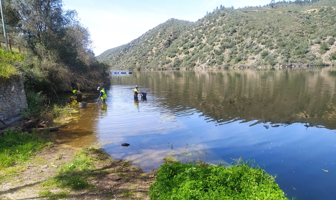 Actuaciones de retirada de azolla en el Parque Natural del Tajo Internacional