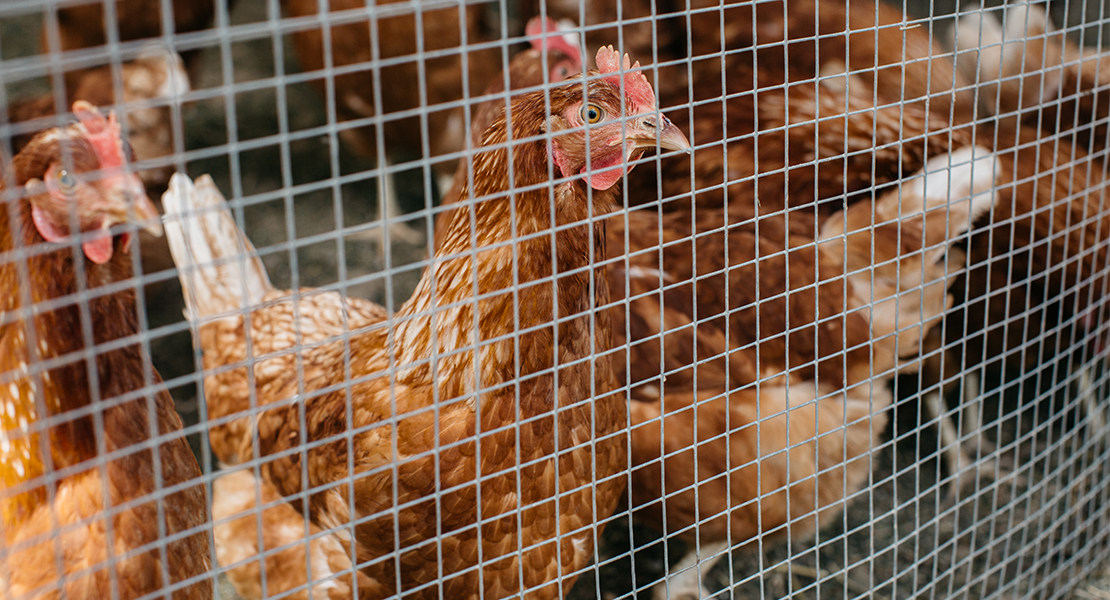 Presionan al Gobierno para prohibir las jaulas para gallinas en España