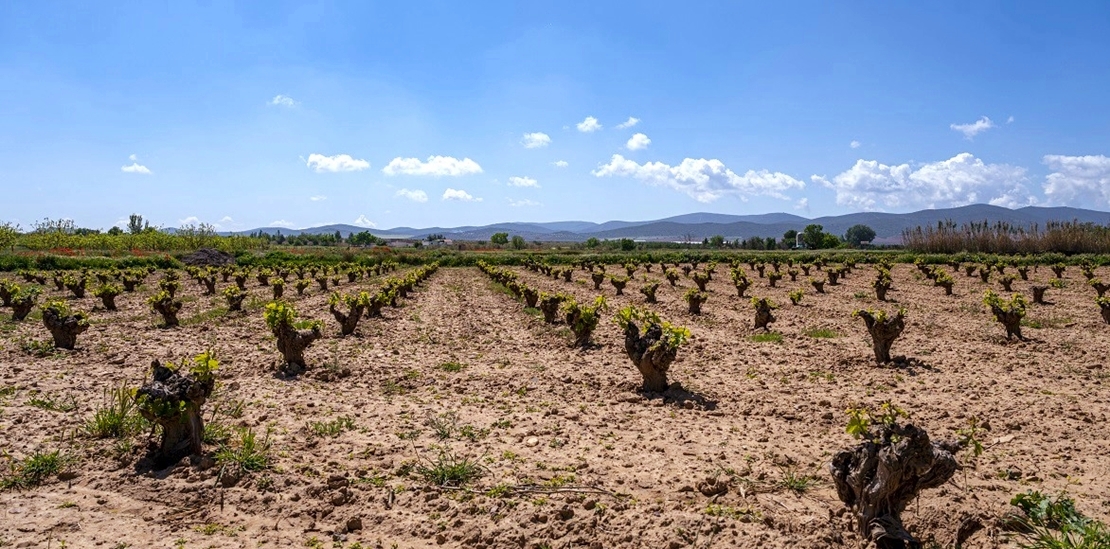 La sequía ahoga al campo: Extremadura una de las CCAA más afectadas