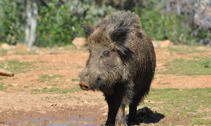 Ya se conocen los periodos y días hábiles de caza en Extremadura