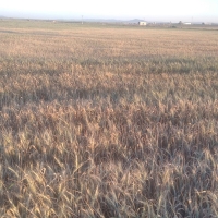 SEQUÍA: &quot;Más de 200.000 hectáreas de cultivo de invierno se han marchitado en Extremadura&quot;