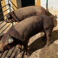 Ganaderos pagan hasta 1.100 € por cerdo en una subasta en Extremadura