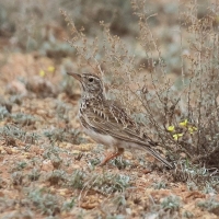 Dos aves más en peligro de extinción, una de ellas en Extremadura