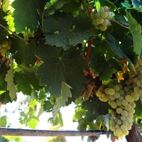 Ayudas a la cosecha en verde de uva para vinificación en Extremadura