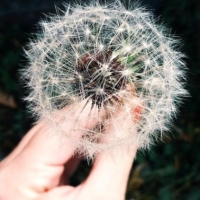 Cómo combatir la alergia estacional de forma natural