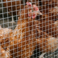 Presionan al Gobierno para prohibir las jaulas para gallinas en España