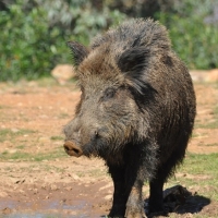 Ya se conocen los periodos y días hábiles de caza en Extremadura